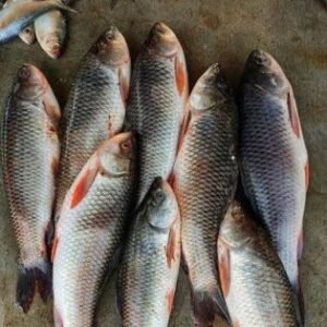 LABEO FRAIS 1KG