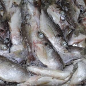 PELON FRAIS 1KG