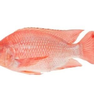 TILAPIA ROUGE FRAIS 1KG